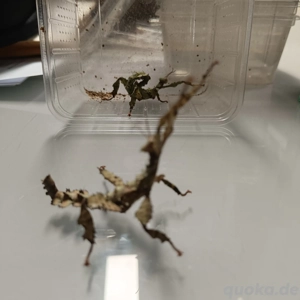 Australische Gespenstschrecke (Extatosoma tiaratum