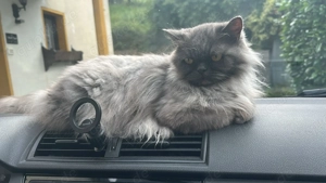 Frei atmendes Perser mix mädel sucht neues Zuhause 