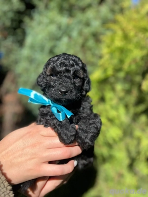 Toy Pudel verkaufen 