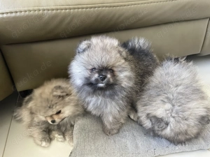 Pomeranian -Welpen