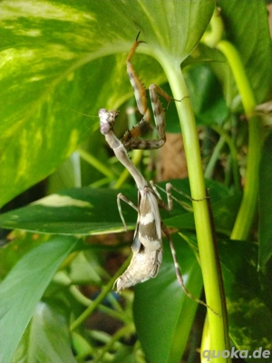 Parasphendale affinis