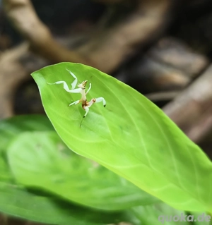 Orchideenmantis, Hymenopus coronatus