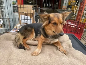 Rachel, Notfall,  z. Zt. in Ungarn ein Dackel -Mix geht freundlich auf Menschen zu