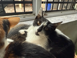 Smoke sucht sein Für-immer-Zuhause   verspielt, verschmust und voller Lebensfreude