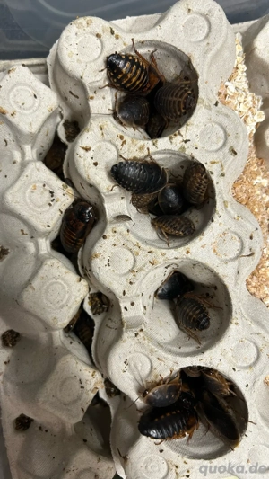 Argentinische Waldschaben 