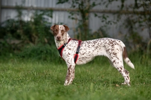 Süße Kira sucht liebevolles Zuhause Bild 2