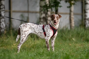 Süße Kira sucht liebevolles Zuhause Bild 6