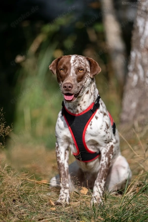 Süße Kira sucht liebevolles Zuhause Bild 3