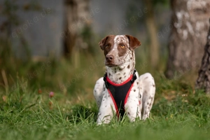 Süße Kira sucht liebevolles Zuhause Bild 7