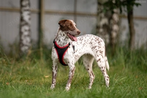 Süße Kira sucht liebevolles Zuhause Bild 4