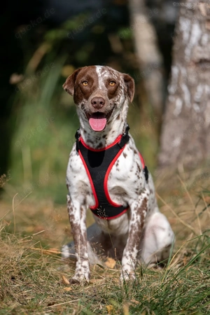 Süße Kira sucht liebevolles Zuhause