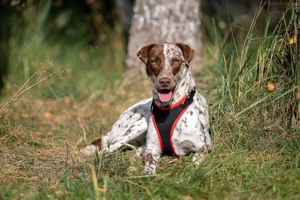 Süße Kira sucht liebevolles Zuhause Bild 5