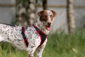 Süße Kira sucht liebevolles Zuhause Bild 9