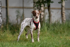 Süße Kira sucht liebevolles Zuhause Bild 10