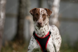 Süße Kira sucht liebevolles Zuhause Bild 8