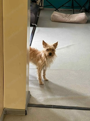 Süßer Jetem sucht liebevolle Familie Bild 3