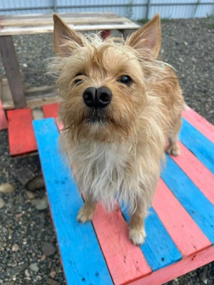 Süßer Jetem sucht liebevolle Familie Bild 4