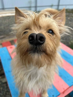 Süßer Jetem sucht liebevolle Familie Bild 2