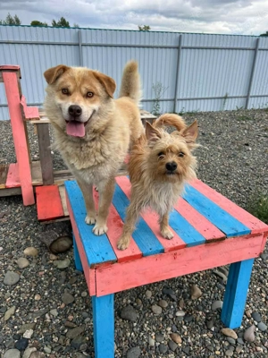 Süßer Jetem sucht liebevolle Familie Bild 8