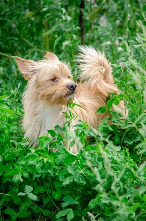 Süßer Jetem sucht liebevolle Familie Bild 6