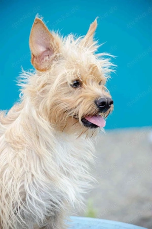 Süßer Jetem sucht liebevolle Familie Bild 5