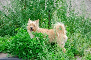 Süßer Jetem sucht liebevolle Familie Bild 7