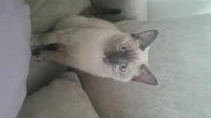 Siamkatze zu verkaufen