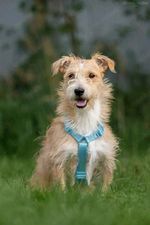 Schöner Garik sucht liebevolle Familie