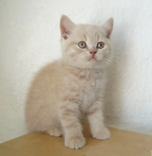 Britisch Kurzhaar Katerchen