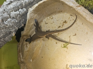 Borneo Taubwarane Pärchen 1.1 Bild 3