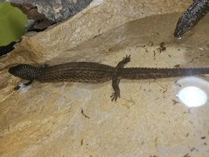 Borneo Taubwarane Pärchen 1.1