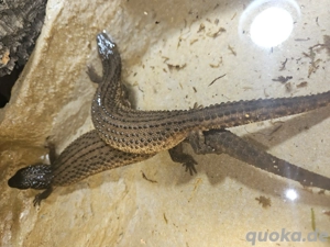 Borneo Taubwarane Pärchen 1.1 Bild 2