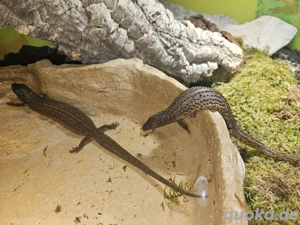 Borneo Taubwarane Pärchen 1.1 Bild 4