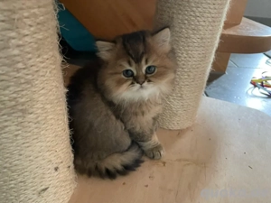 Wunderschöne BLH Katze mit Stammbaum!