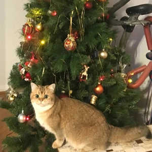 Reinrassige BKH-Kitten (black golden shaded & black golden tabby ticked) mit Stammbaum und Impfungen Bild 9