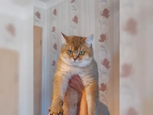 Reinrassige BKH-Kitten (black golden shaded & black golden tabby ticked) mit Stammbaum und Impfungen Bild 10