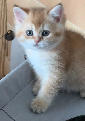 Reinrassige BKH-Kitten (black golden shaded & black golden tabby ticked) mit Stammbaum und Impfungen Bild 6