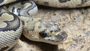 1,0 Python regius, Königspython "Clown het Albino" DNZ 2024
