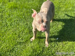 American Pocket Bully Rüde Einjährig Lilac White  Bild 3