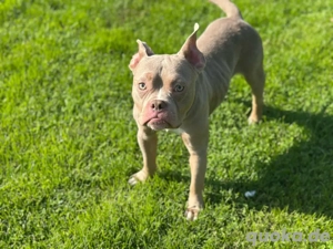 American Pocket Bully Rüde Einjährig Lilac White  Bild 2