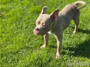 American Pocket Bully Rüde Einjährig Lilac White  Bild 4