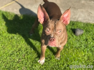 American Pocket Bully Rüde 1jährig Choclolate white 