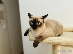 Wunderschöner Siam-Kater