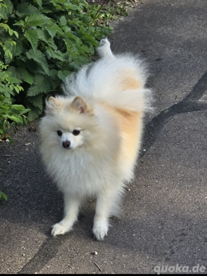 Pomeranian Deckrüde