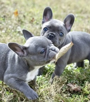 Französische Bulldoggen Welpen suchen ein schönes Zuhause