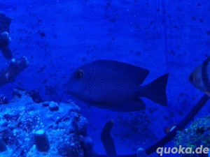 Goldring Doktorfisch