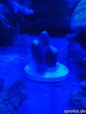 Styhlophora Milka Ableger