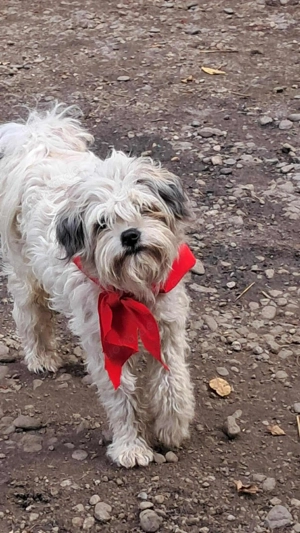 Flynn, wuscheliger, kleiner Hundemann sucht Menschen mit Herz