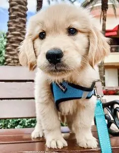 Gassigehen Tierbetreuung