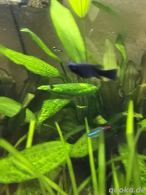 Black Molly Fische